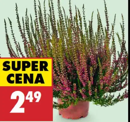 Vres v kvetináči