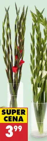 Kytica gladiol