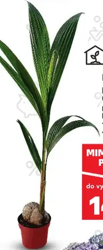 Kokosová palma (Cocos nucifera)
