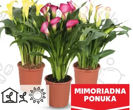 Kala etiópska (Zantedeschia aethiopica)