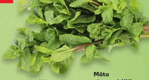 Mäta pieporná