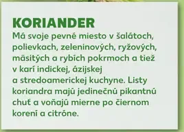 Koriander