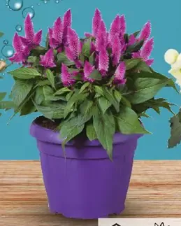 Plamenník „Caracas Deep Purple“