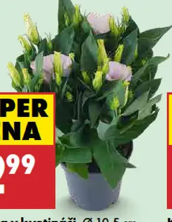 Eustoma v kvetináči