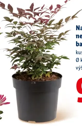 Nandina nebeský bambus