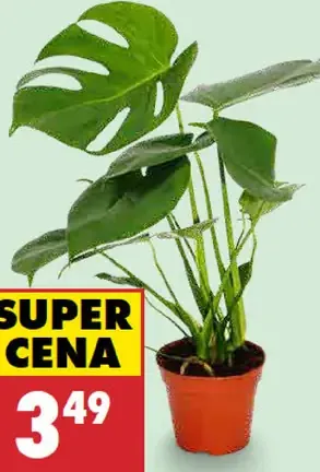 Monstera deliciosa v kvetináči