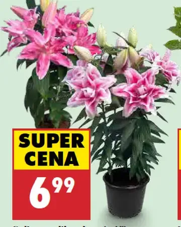 Lalia roselily v kvetináči