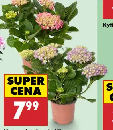 Hortenzia v kvetináči