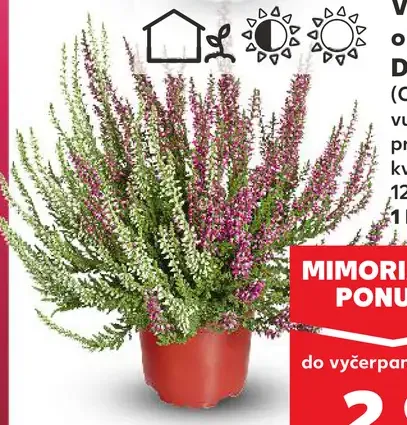 Vres obyčajný Duo (Calluna vulgaris)