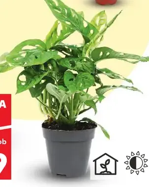 Monstera obliqua 'Monkey Leaf' (Monstera obliqua 'Monkey Leaf')