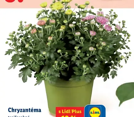 Chryzantéma trojfarebná