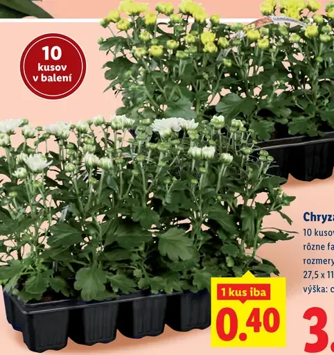 Chryzantéma
