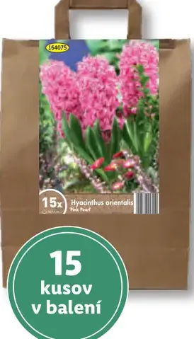 Cibuľky hyacintov
