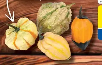 Tekvica Sweet dumpling