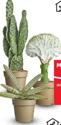 Mix zelených rastlín "Premium"