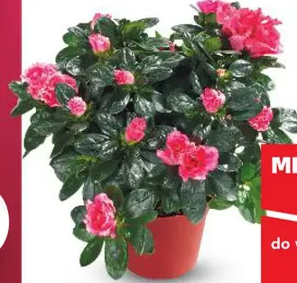 Azalka (Rhododendron simsii)