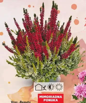 Vres Beauty Ladies Colour Crown