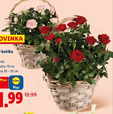 Ruža v košíku