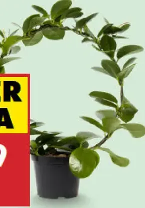 Hoya australis v kvetináči
