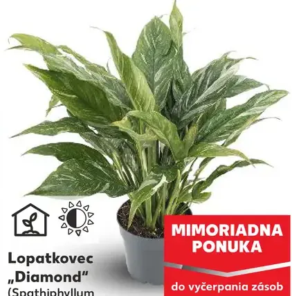 Lopatkovec diamond variegata