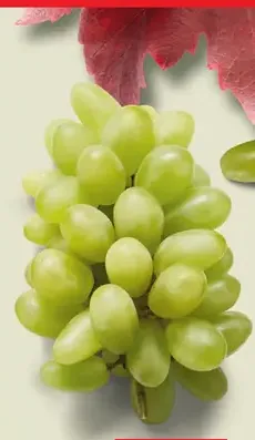 Hrozno biele Autumn Crisp