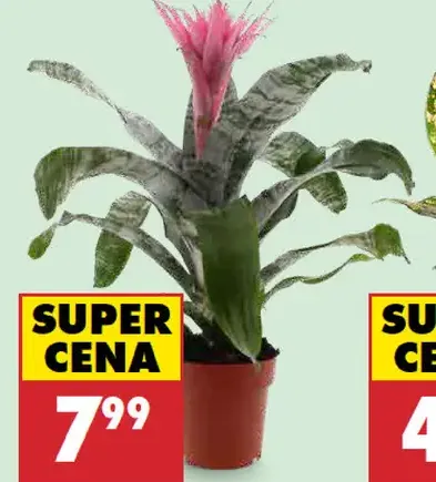 Aechmea v kvetináči