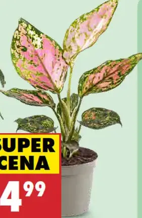 Aglaonema v kvetináči
