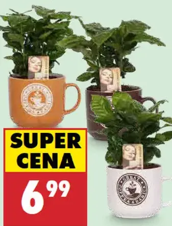 Kávovník v keramickom kvetináči