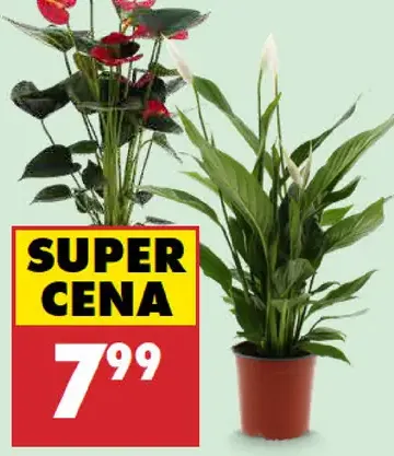 Spathiphyllum/Anthurium v kvetináči