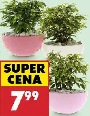 Fikus Kinky v keramike
