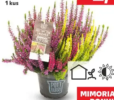 Vres trojfarebný „Beauty Ladies“