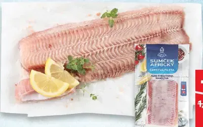 Sumček africký filet