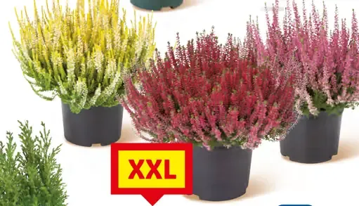 Vres obyčajný XXL