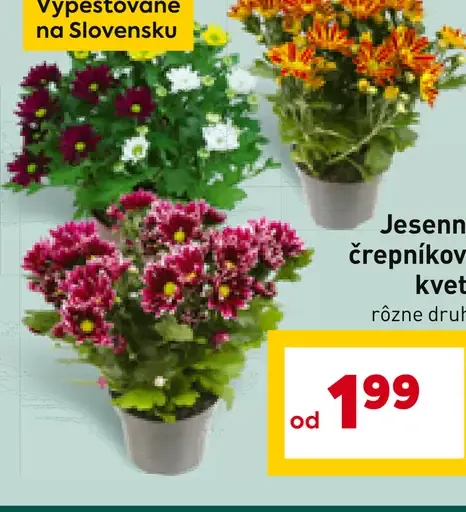 Jeseňné črepníkové kvety