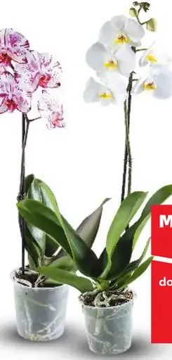 Orchidea 1-výhonková