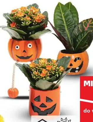 Mini rastliny v keramike 'Helloween'