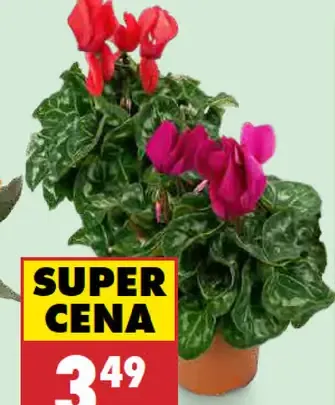 Cyklamén allure v kvetináči