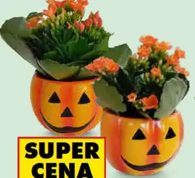 Kalanchoe v keramike Halloween