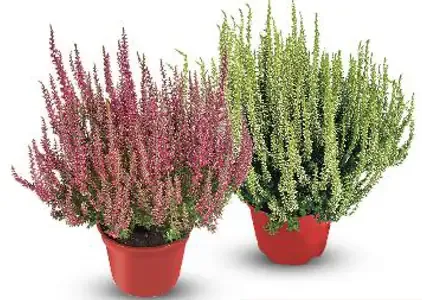 Vres obyčajný (Calluna vulgaris)