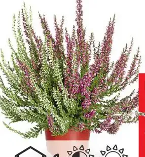 Vres dvojfarebný (Calluna vulgaris)