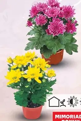 Chryzantéma (Chrysanthemum Indicum Hybrid)