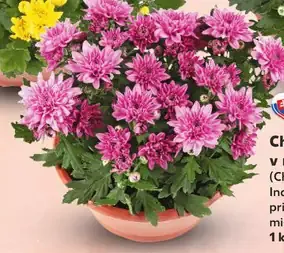 Chryzantéma v miske (Chrysanthemum Indicum)