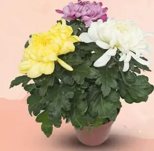 Chryzantéma veľkokvetá "trio" (Chrysanthemum Hybrid)
