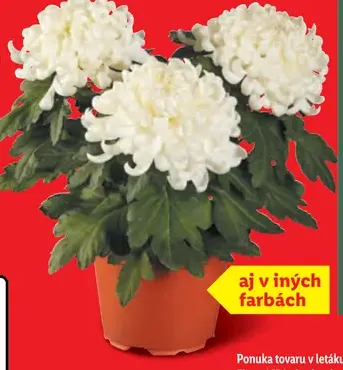 Chryzantéma veľkokvetá