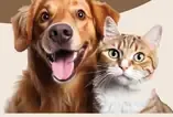 Energy pet paštéta pre mačku