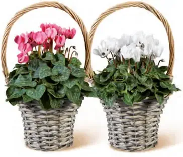 Cyklámen v košíku