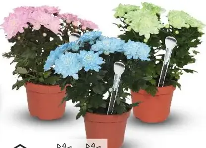 Chryzantéma farbená