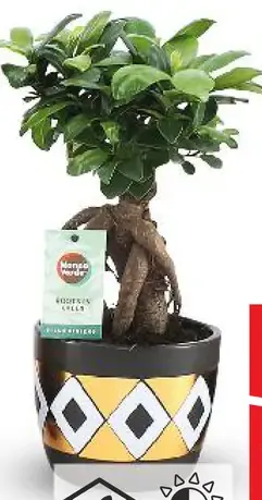 Bonsaj Fikus Ginseng