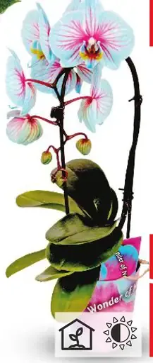 Orchidea Cascade farbená