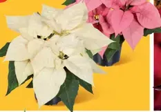 Vianočná ruža Deluxe